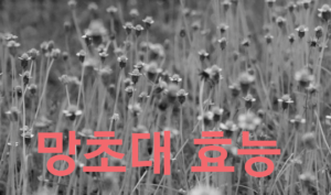 망초대 효능과 부작용과 먹는 방법