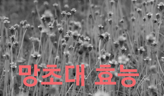 망초대 효능과 부작용과 먹는 방법