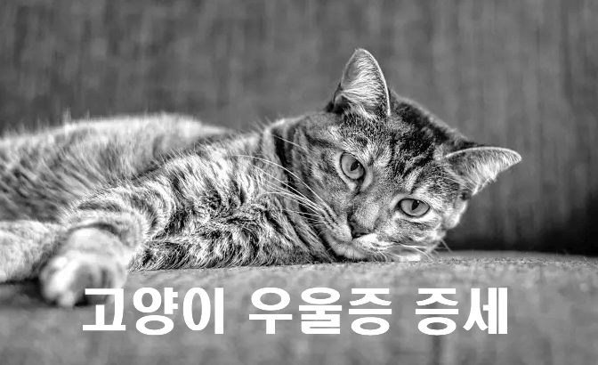 고양이 우울증에 걸립니다. 증상 및 해결방법 5가지