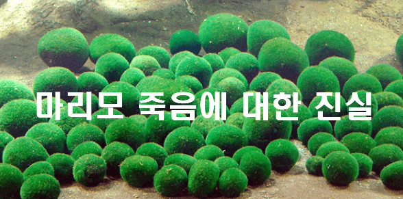 마리모 죽음과 관리와 질병에 대한 경험담